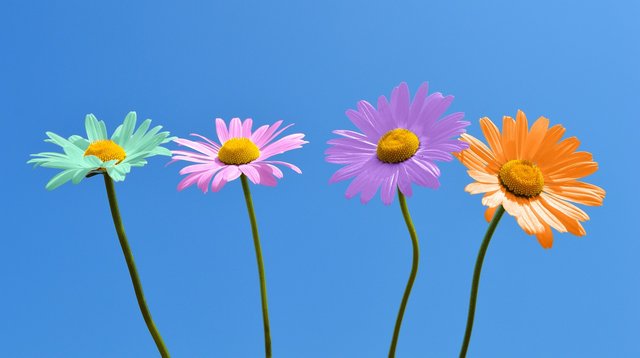 daisies-6358830_1280.jpg