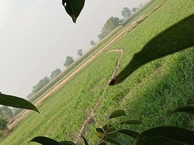 IMG_20210618_070248_584.jpg