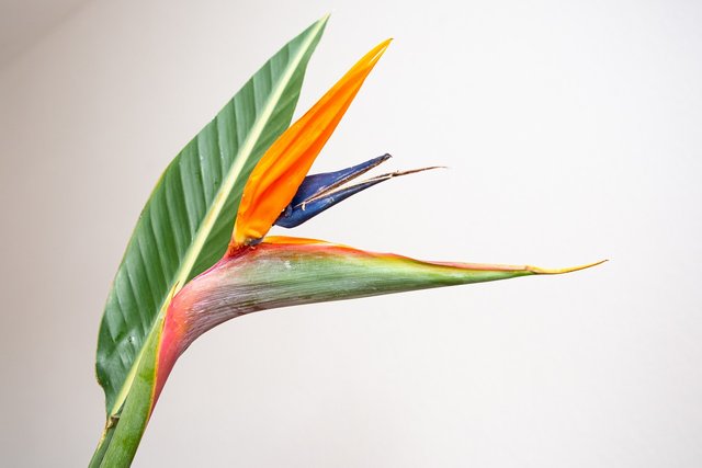 bird-of-paradise-flower-6632515_1280.jpg