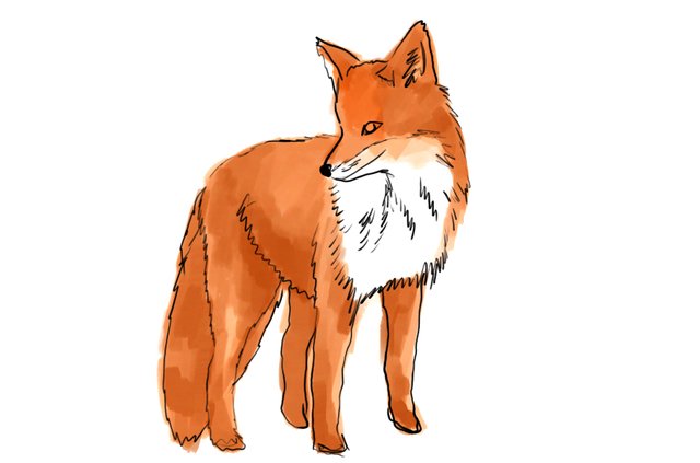 fox(436).jpg