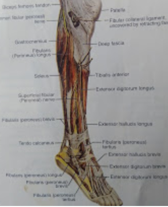 human leg vein.png