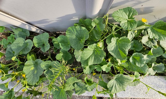 20250809_181449.jpg