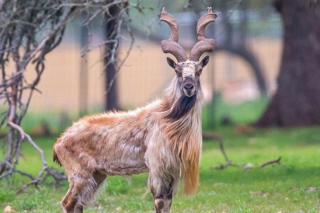 Markhor 3.jpg