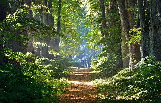 beautiful forest trail.jpg