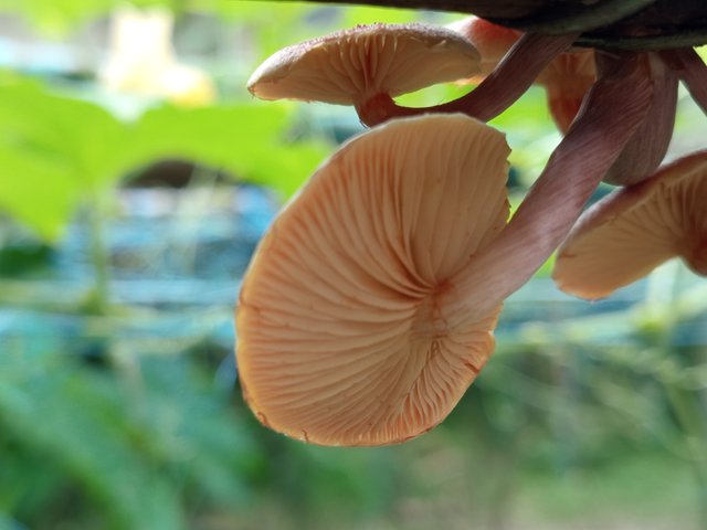 mashroom (3).jpg