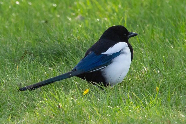 magpie-5568718_1280.jpg