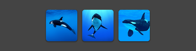 orcas.png