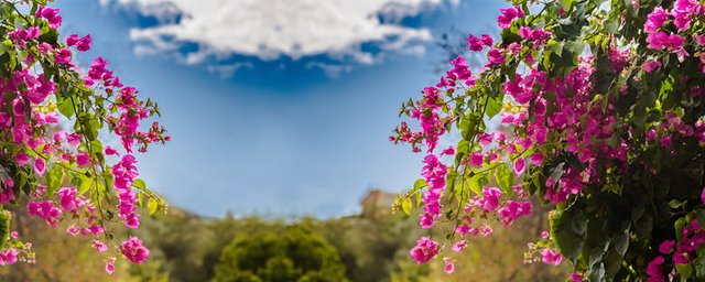 Bougainvillea1565773816138.jpg