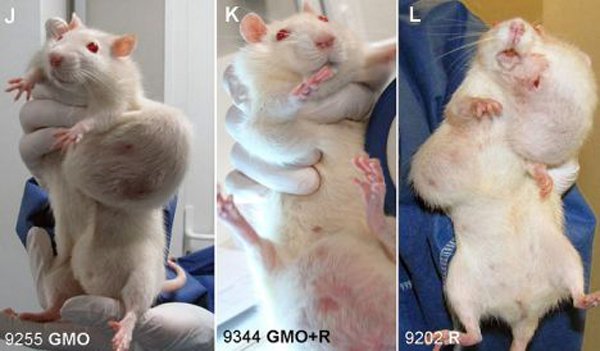 rats-with-GMO-cancer.jpg