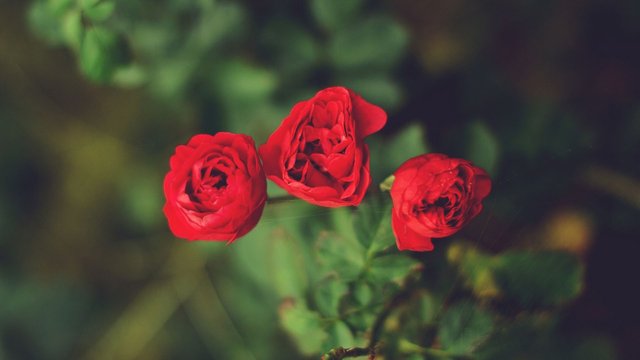 458842-flowers-nature-red-rose.jpg