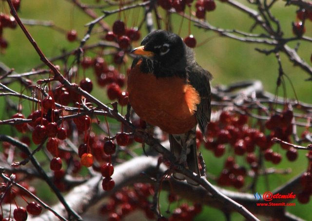 American Robin IMG_0062.JPG