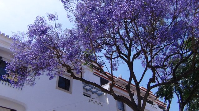 lagos center - purple tree