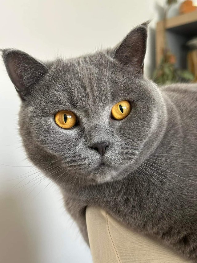 cat (3).jpg