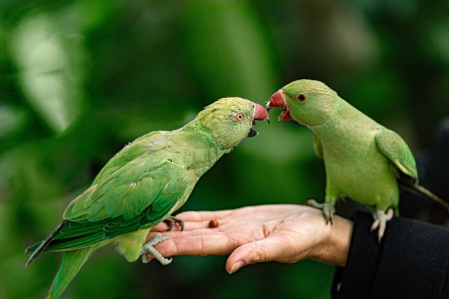 parrots-5350976_1280.jpg