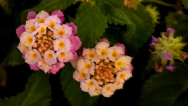 20250403_212022.jpg