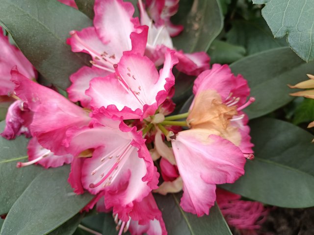 1 Rhododendron.jpg