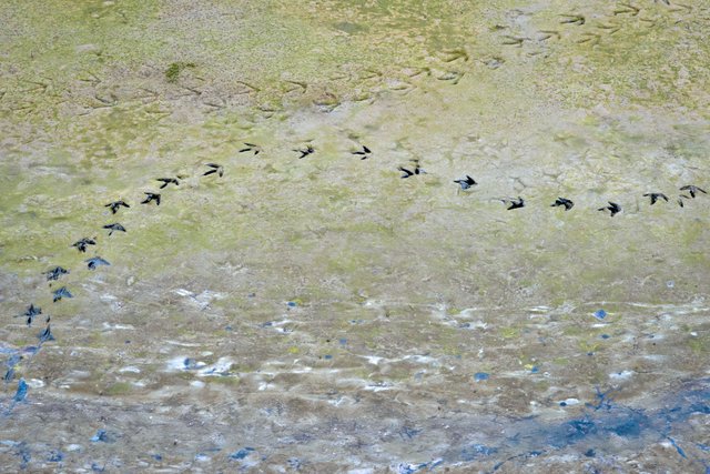 Trace of bird legs in the mudflat of the Wadden sea