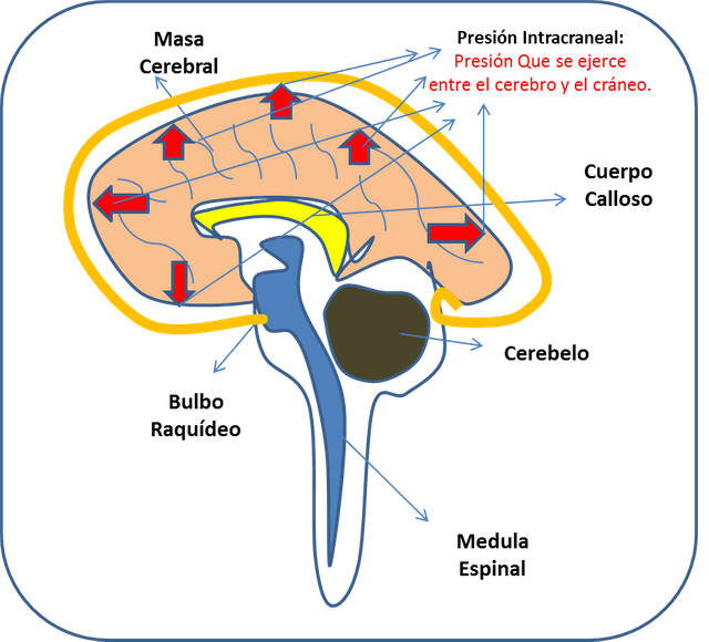 Cerebro 2.png