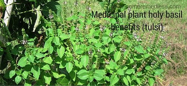 Medicinal-plant-holy-basil-benefits-tulsi-and-pictures.jpg