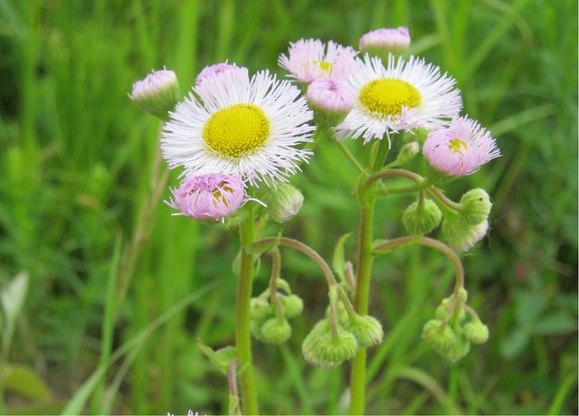 fleabane good.JPG