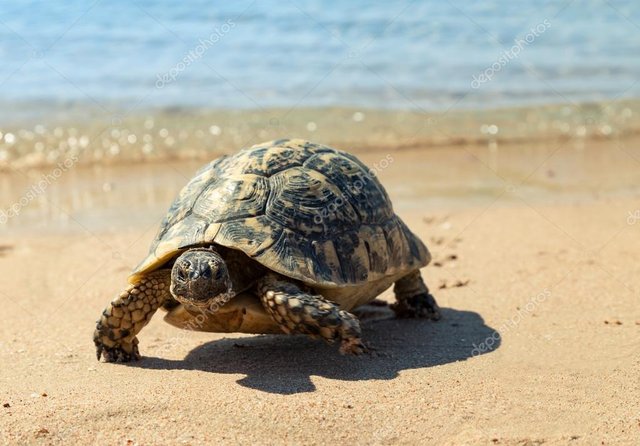 depositphotos_122626092-stock-photo-turtle-on-the-sandy-beach.jpg