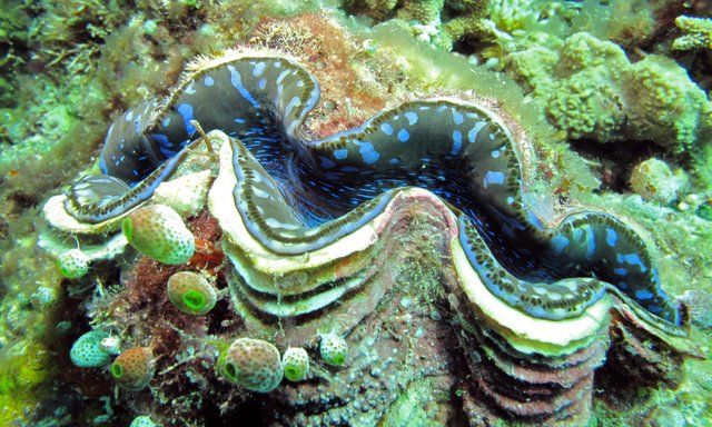 No.6 Large_Giant_Clam_(Tridacna_maxima).jpg