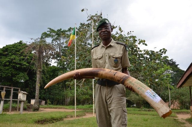 3.3 Seized ivory in Odzala-Kokoua NP, Congo - Save-elephants.org.jpg
