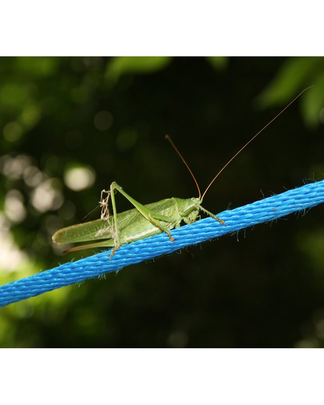 grasshopper on rope