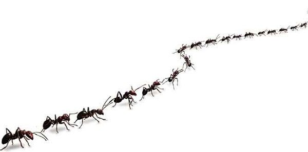 significado-de-sonar-con-hormigas-en-fila.jpg