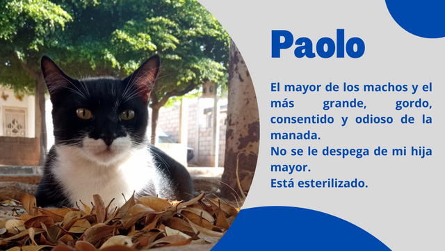 Hablemos sobre los animales - Paolo (1).png