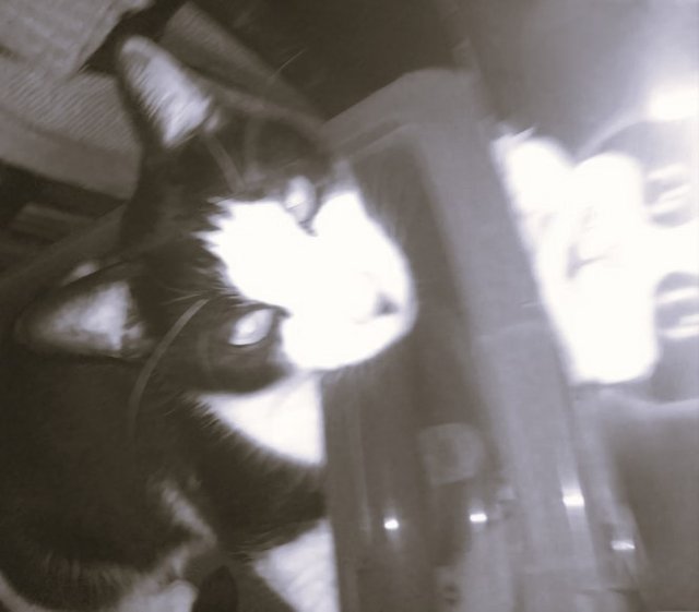 Cat Photography, B&W Ryan Box Reflection SideToSide, June 1th 2017.jpg