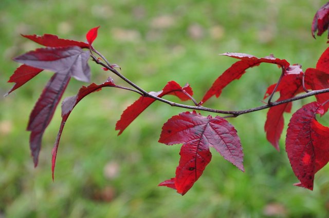 DSC_4118.JPG