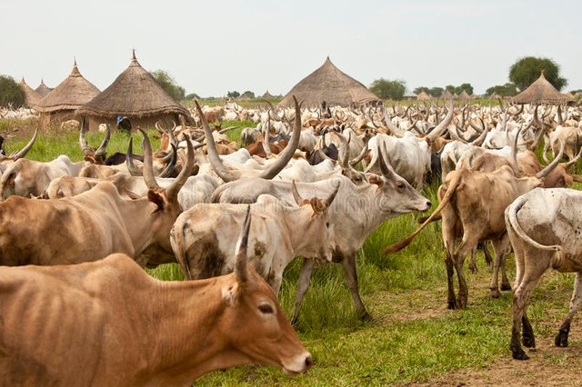 cattle-village-south-sudan-liliir-june-unidentified-villages-herd-82484633.jpg