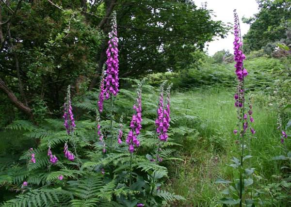 digitalis-purpurea3.jpg