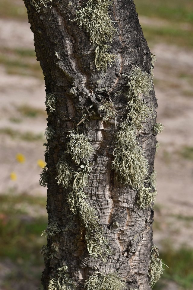 lichen cork tree 3.jpg