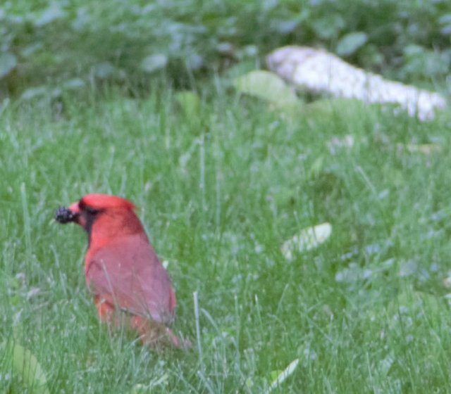 Richmondena cardinalis -Cardinal-.jpg