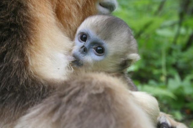 03-snub-nosed-monkey-img_2794.jpg