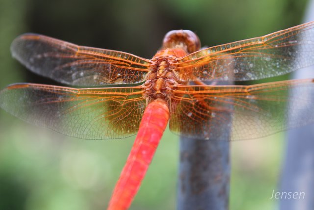 dragonfly2018backyard04.JPG