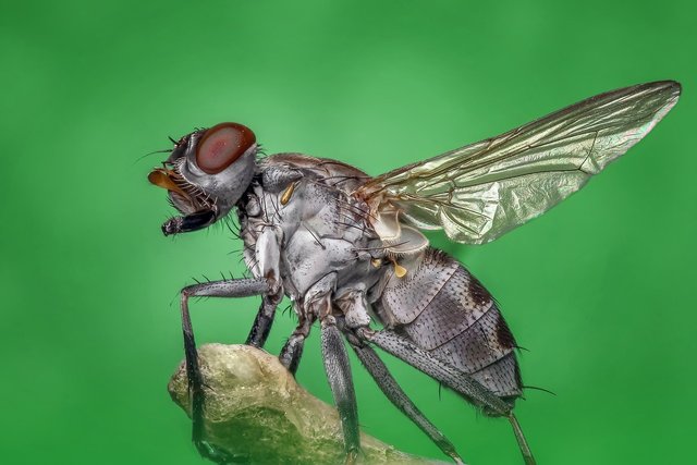 housefly-1122462_1280.jpg