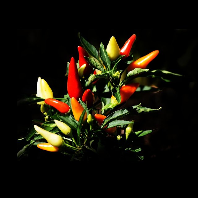 peppers-2956030_1280.jpg
