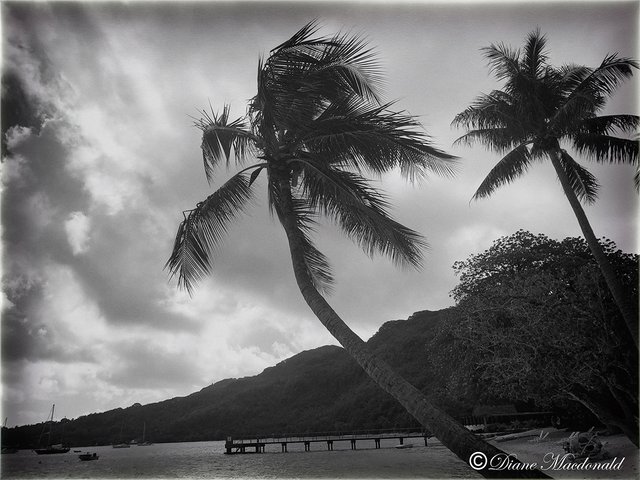 huahine beach view b&w.jpg