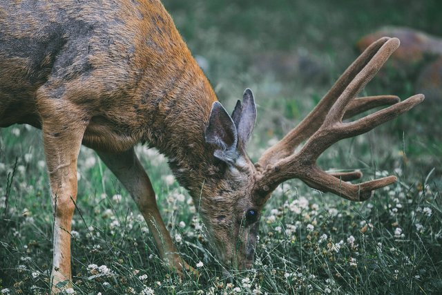 antlers-1850103_1280.jpg