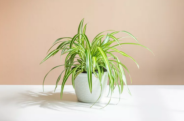 spider plant.png