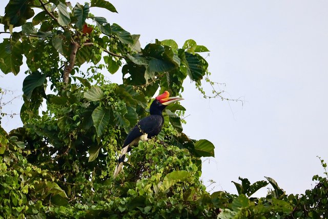 bird-7540535_1280.jpg
