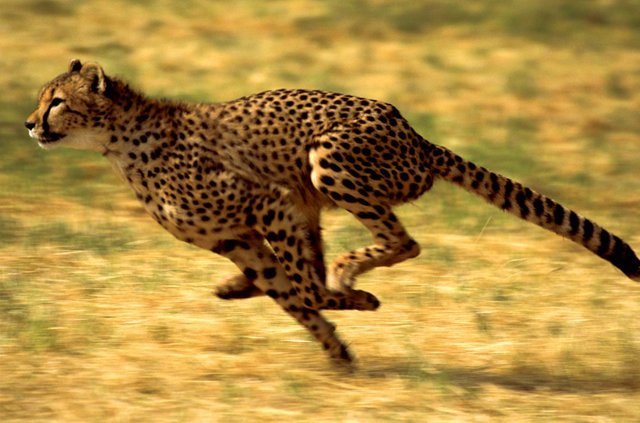 Cheetah-running.jpg