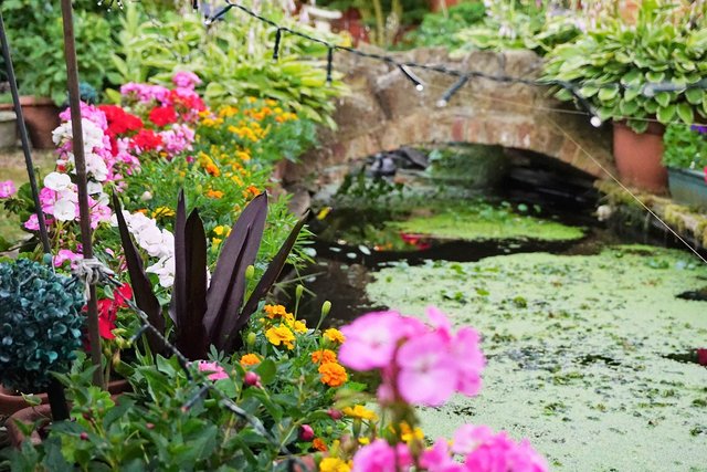 Pond and Bridge English Garden Flowers.JPG