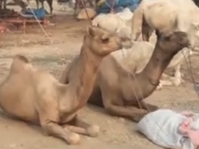 Two camels.png
