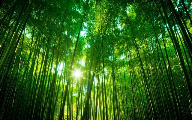 forest_bamboo.jpg