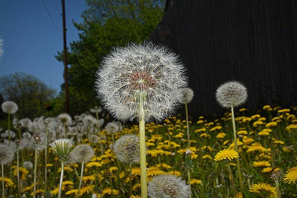 dandelion-puff-walter-martin.jpg