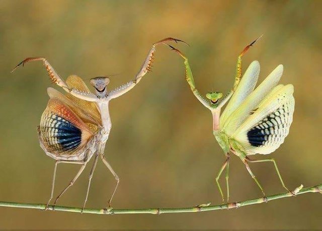 National Geographic photo of The year.jpg